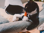 Beco Starfish Recycled Cat Nip Toy