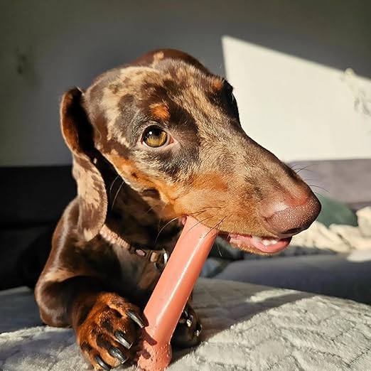 Nylabone Power Chew Bone Bacon Flavor Up to 7kg Dogs 9.67cm x 2.69cm x 1.60cm