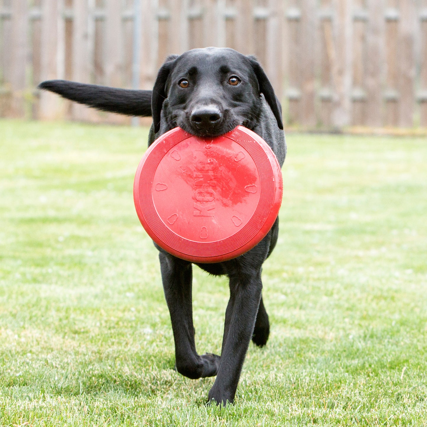 Kong Flyer Fetch Toy for Dogs Large