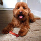 Nylabone Power Chew Textured Bone Beef Jerky Flavor Chew Toy Up to 11kg Dogs 11.43cm x 2.54cm x 4.44cm