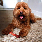 Nylabone Power Chew Textured Bone Beef Jerky Flavor Chew Toy Up to 11kg Dogs 11.43cm x 2.54cm x 4.44cm