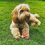 Pup Ice Ready to Freeze Fruity Lollies Adult Small Dog Treat Watermelon Flavor