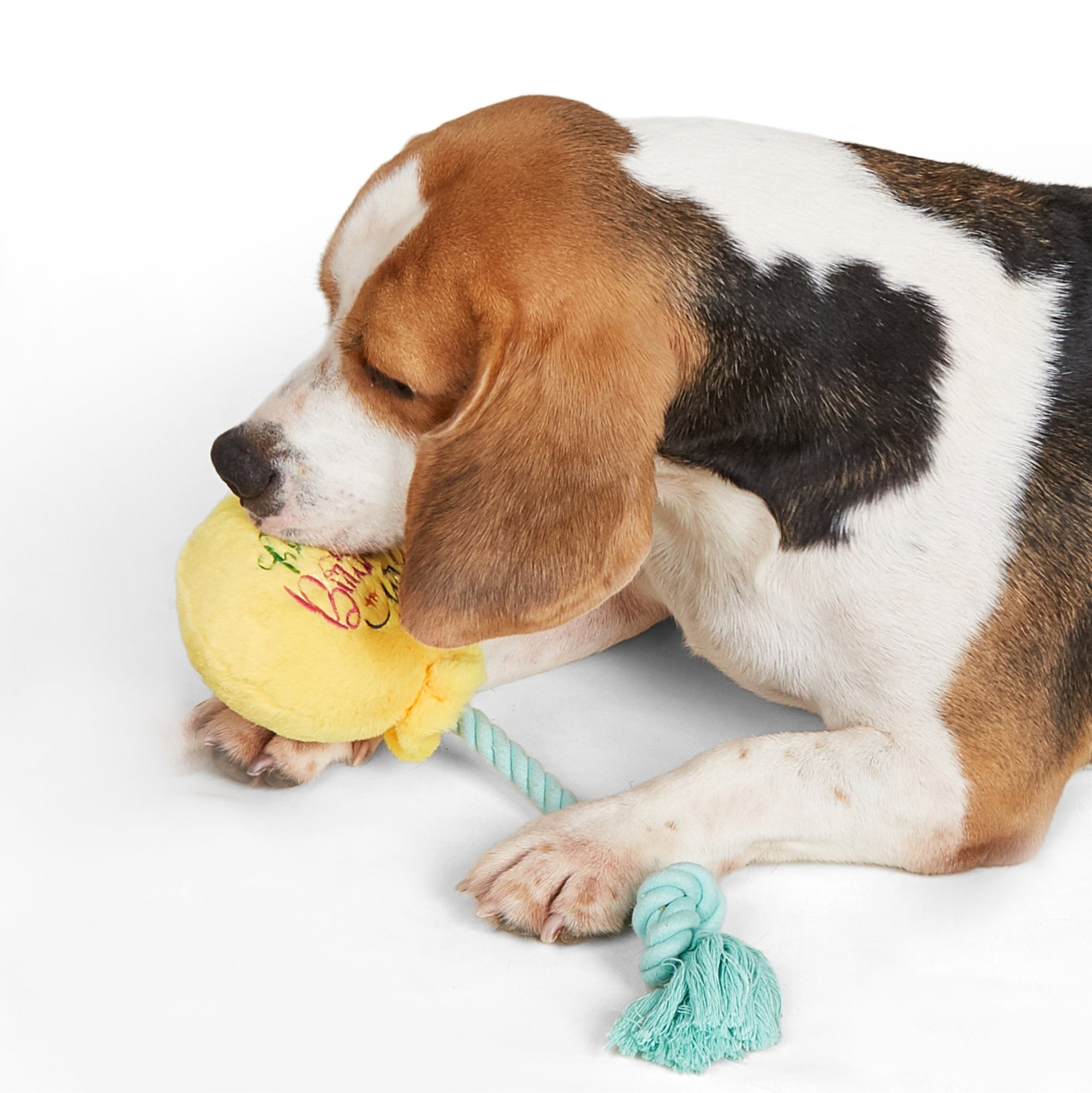 FOFOS Birthday Balloon Dog Toy 15x7x36cm