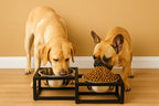 Pawpourri Elevated Diamond Shaped Diner I  Size 5.1" (D), 12" (L) x 6.5" (W) x 3" (H) I 470ML each bowl