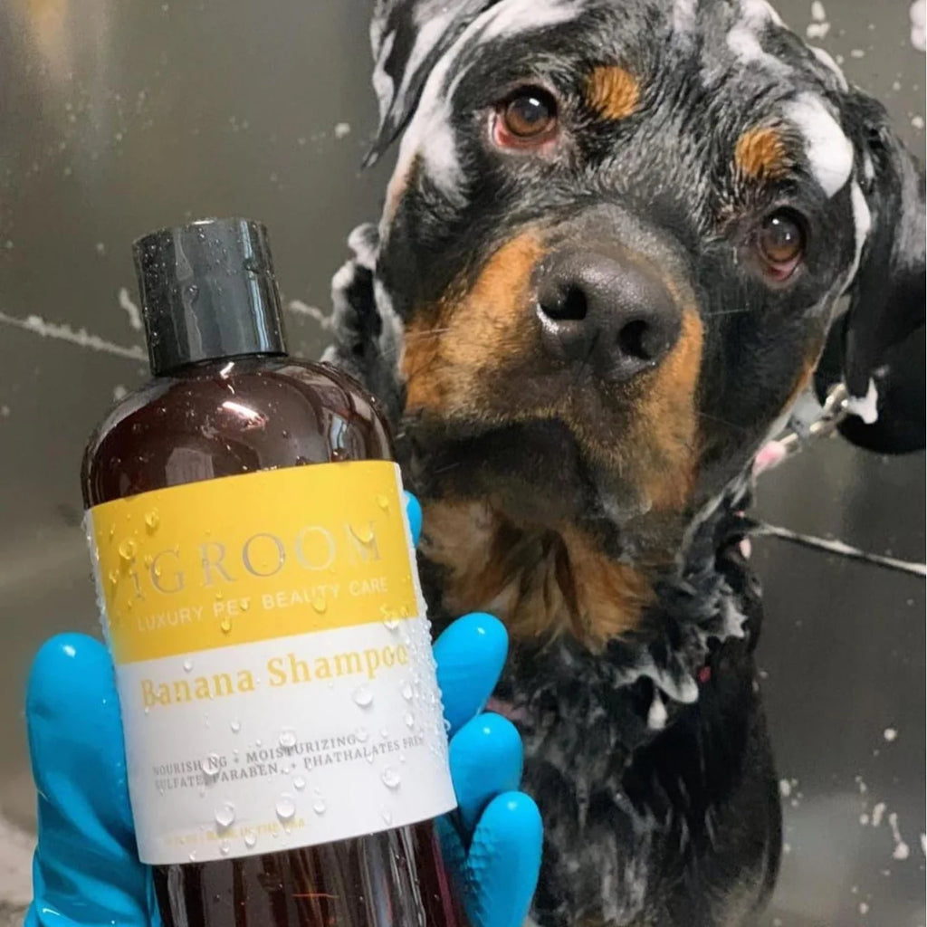 iGroom Banana Shampoo For Dog 473ml