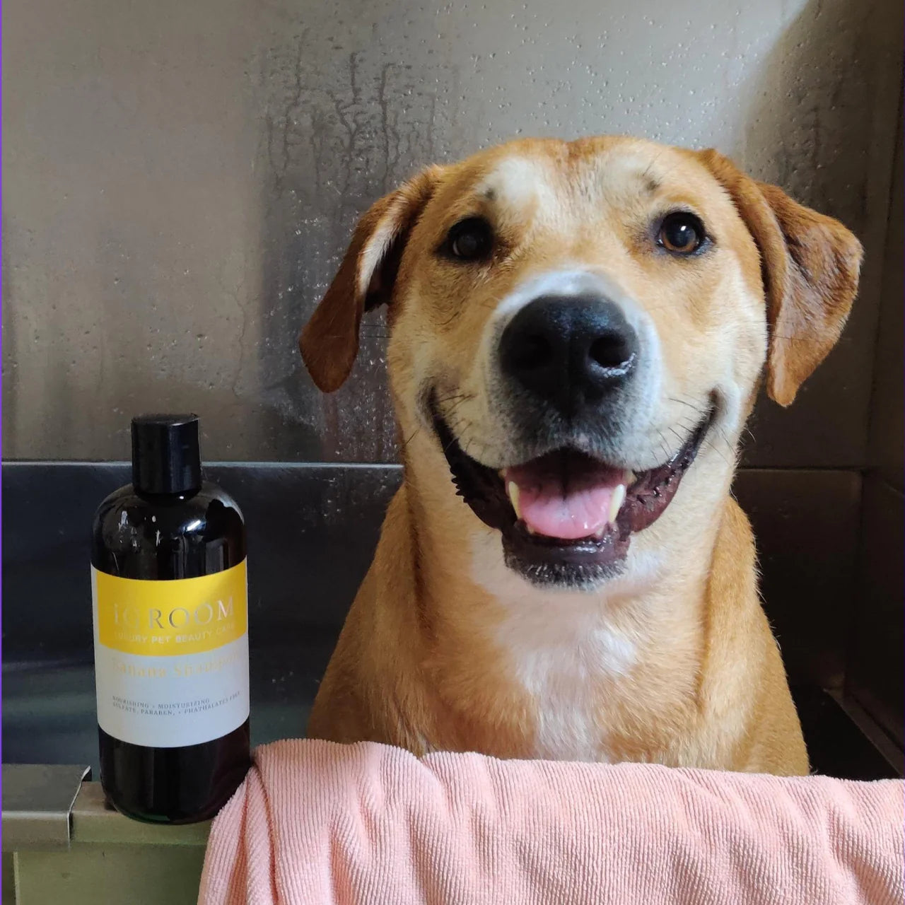 iGroom Banana Shampoo For Dog 473ml