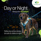 Healing Leaf Set of 3 Collar l Harness l Leash For Dogs l Orange
