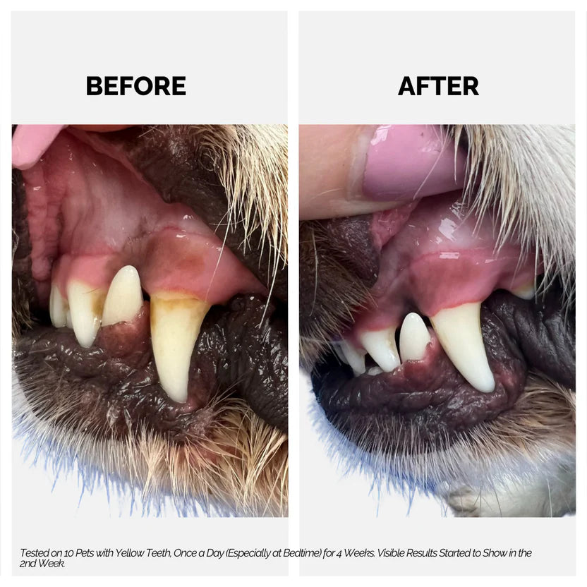 Moe Puppy Dental Spray Cruelty Free with Thyme and Grapeseed For Dogs and Cats 100ml