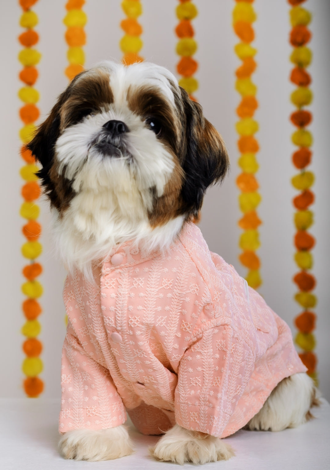 15 Furries Peach Dog Sherwani