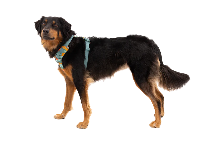 Ruffwear Front Range Dog Padded Harness - Spring Mountains