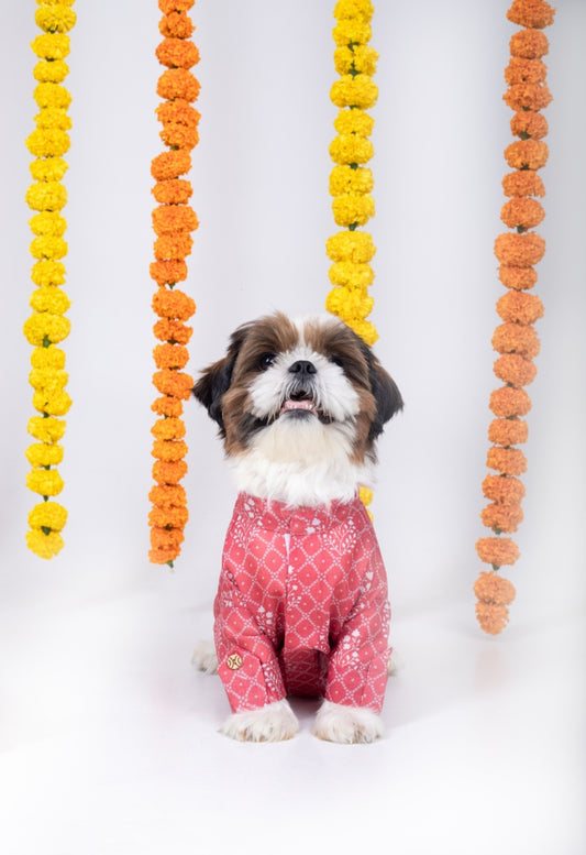 15 Furries Khushi Dog Kurta