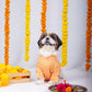 15 Furries Haldi Dog Kurta