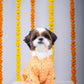 15 Furries Haldi Dog Kurta