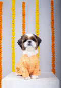 15 Furries Haldi Dog Kurta