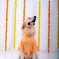 15 Furries Haldi Dog Kurta