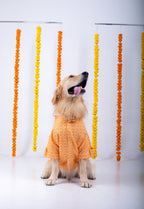 15 Furries Haldi Dog Kurta