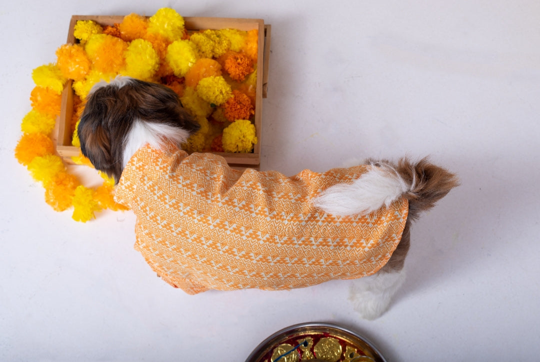 15 Furries Haldi Dog Kurta
