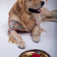 15 Furries Rangeela Dog Kurta