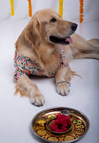 15 Furries Rangeela Dog Kurta