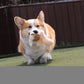 FOFOS Glove Plush Fox Dog Toy 20 x 16 x 5cm