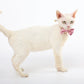 M-Pets Party Time Cat Lady's Set