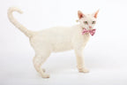 M-Pets Party Time Cat Lady's Set