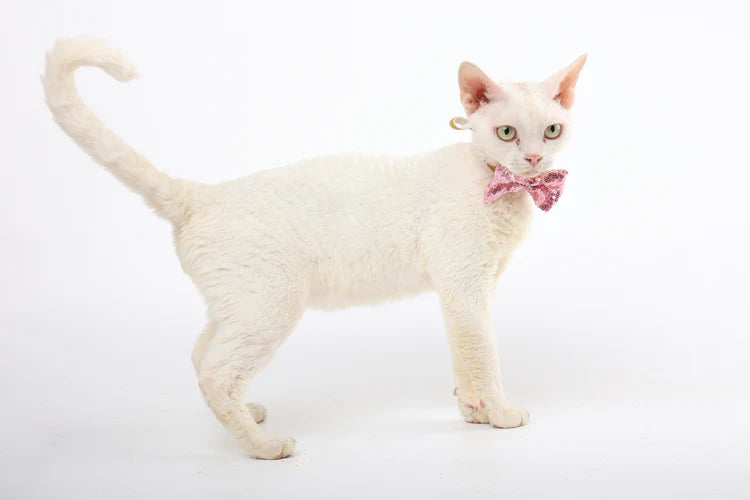 M-Pets Party Time Cat Lady's Set