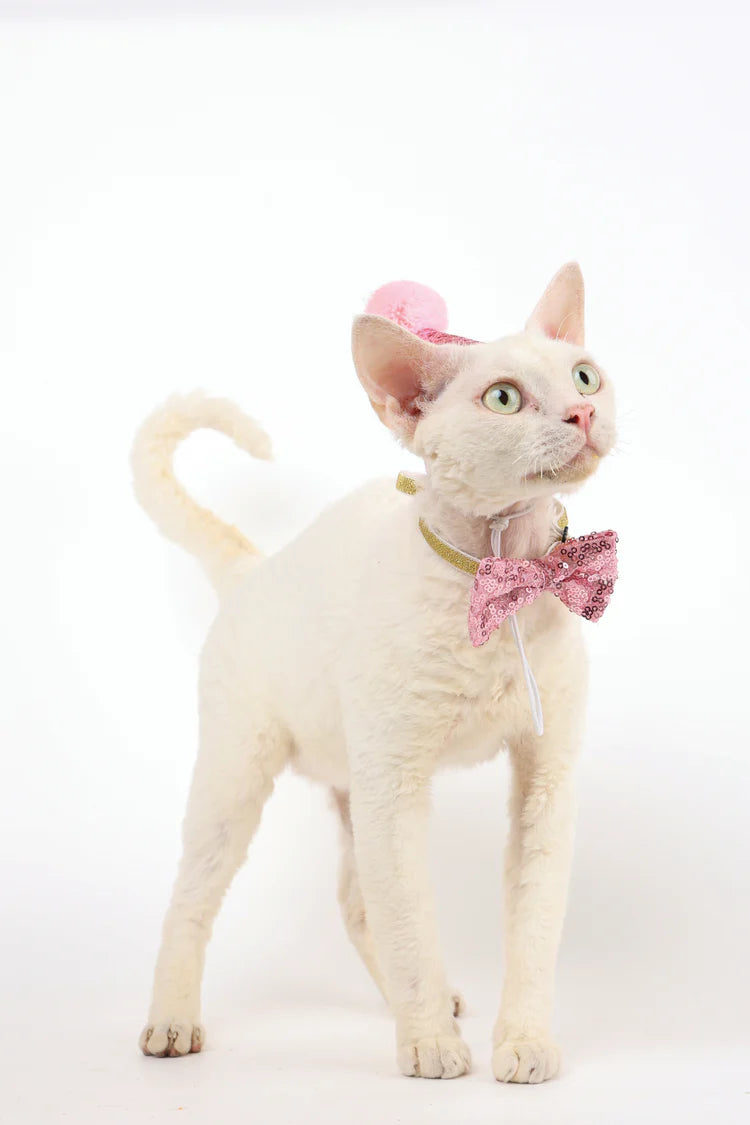M-Pets Party Time Cat Lady's Set