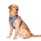 Mutt of Course Harry Potter Welcome to Hogwarts Harness For Dogs