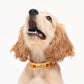 Mutt of Course Tom and Jerry Yellow Mellow Collar For Dogs