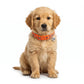 Basil Printed Adjustable Collar for Puppies & Cats – Stylish & Comfortable Design - Orange