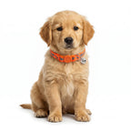 Basil Printed Adjustable Collar for Puppies & Cats – Stylish & Comfortable Design - Orange