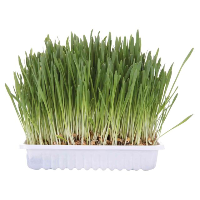 Trixie Cat Grass Bowl 100g