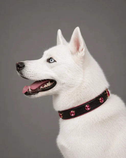 Pawdrip Kukur Tihar Series 01 Kaalu OG Collar with Harness For Dog Large