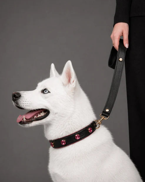 Pawdrip Kukur Tihar Series 01 Kaalu OG Collar with Harness For Dog Large