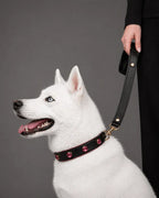 Pawdrip Kukur Tihar Series 01 Kaalu OG Collar with Harness For Dog Large