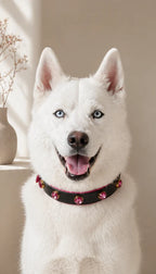 Pawdrip Kukur Tihar Series 01 Kaalu OG Collar with Harness For Dog Large
