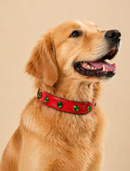 Pawdrip Kukur Tihar Series 01 Saaya Collar with Harness For Dog XXS