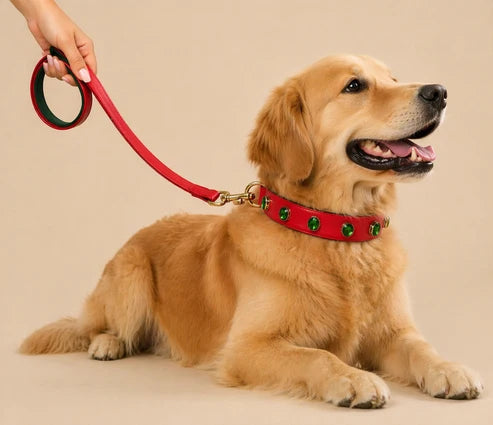 Pawdrip Kukur Tihar Series 01 Saaya Collar with Harness For Dog XXS