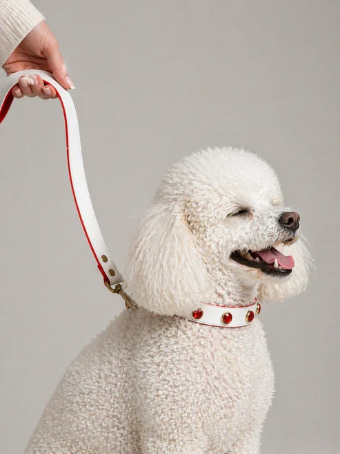 Pawdrip Kukur Tihar Series 01 Waafadar Collar with Harness For Dog Medium