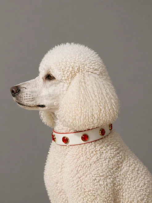 Pawdrip Kukur Tihar Series 01 Waafadar Collar with Harness For Dog Medium