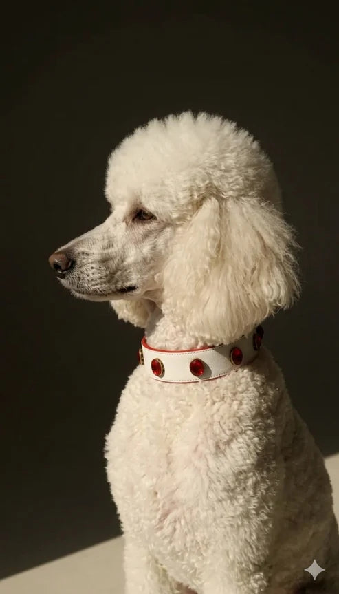 Pawdrip Kukur Tihar Series 01 Waafadar Collar with Harness For Dog Medium