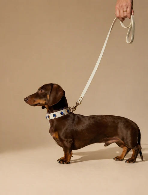 Pawdrip Kukur Tihar Series 01 Yudharma Collar with Harness For Dog Small