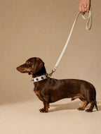 Pawdrip Kukur Tihar Series 01 Yudharma Collar with Harness For Dog Small