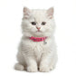 Basil Printed Adjustable Collar for Puppies & Cats – Stylish & Comfortable Design - Pink