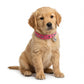 Basil Printed Adjustable Collar for Puppies & Cats – Stylish & Comfortable Design - Pink