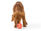 West Paw Rumbl Treat Dispenser Toy - Melon