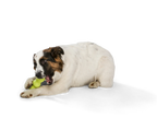 West Paw Zogoflex Rumpus Dog Toy -  Granny Smith