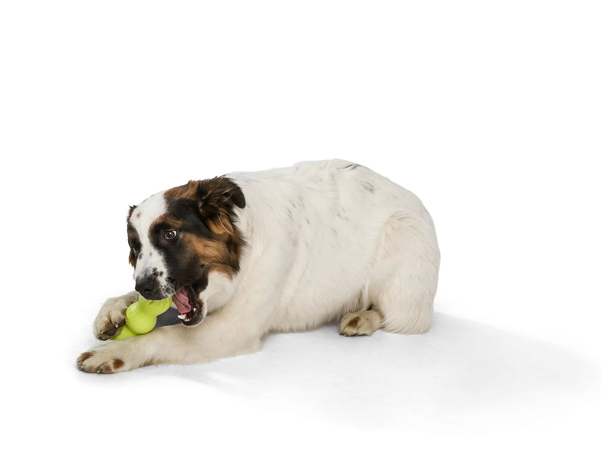 West Paw Zogoflex Rumpus Dog Toy -  Granny Smith