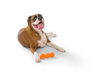 West Paw Zogoflex Rumpus Dog Toy -  Tangerine